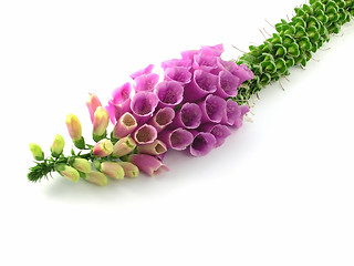 Image showing foxglove