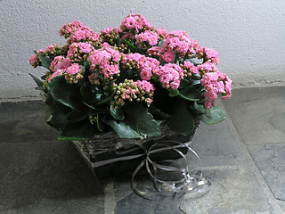 Image showing Kalanchoe