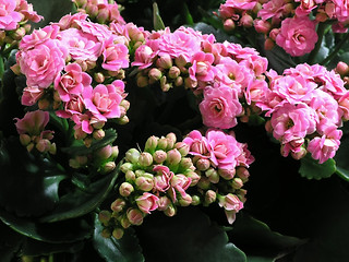 Image showing Kalanchoe