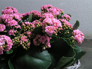 Image showing Kalanchoe