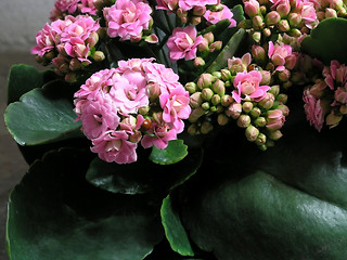 Image showing Kalanchoe