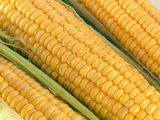 Image showing maize cobs