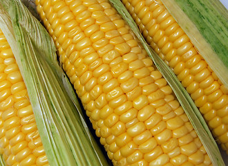 Image showing maize cobs