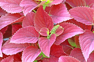 Image showing Begonia leaves