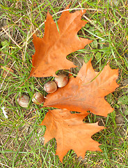 Image showing Leaves and acorns