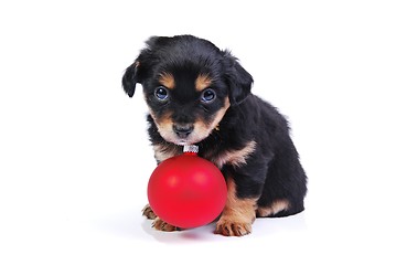 Image showing Puppy with Christmas ball