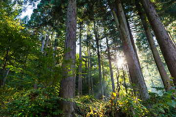 Image showing Forest with sunlight