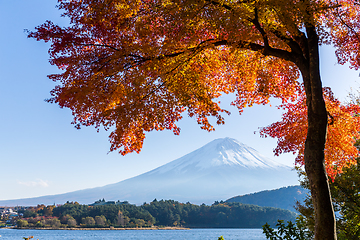 Image showing Maple tree and mount Fuji