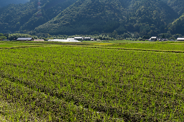 Image showing Rice field and mountain