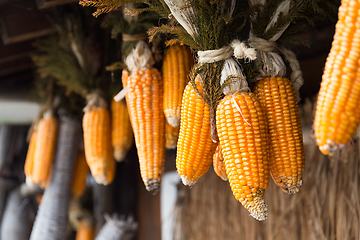 Image showing Dried corn