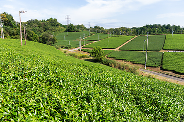 Image showing Tea garden
