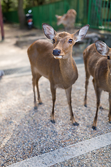 Image showing Cute Wild deer 