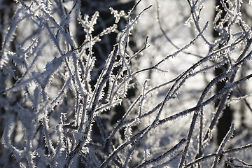 Image showing Beautiful closeup