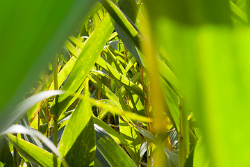 Image showing Field of maize plants