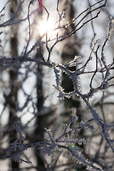 Image showing frost in winter