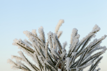 Image showing Winter fir tree