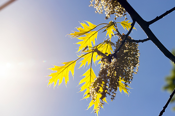 Image showing Oak tree in spring