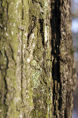 Image showing Closeup of a tree bark