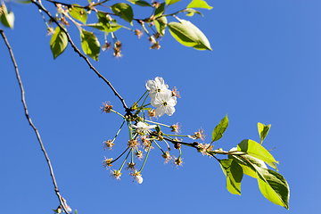 Image showing Spring flowers