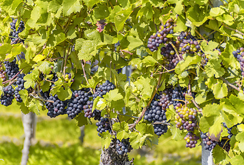 Image showing blue grapes closeup