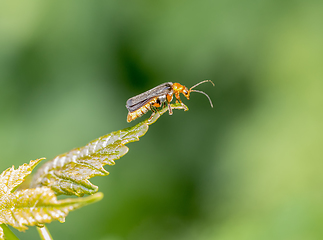 Image showing soldier beetle