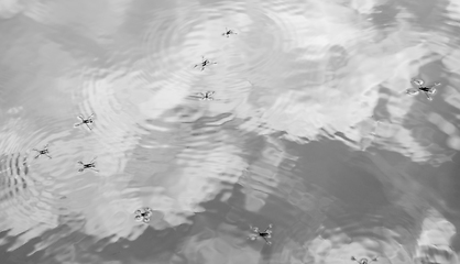 Image showing water surface with water skippers