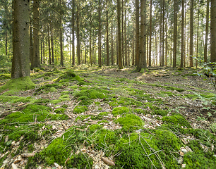 Image showing idyllic forest scenery