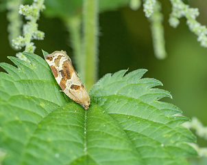 Image showing dotted butterfly closeup