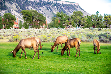 Image showing hurd of wild elk in Mammoth, Wyoming