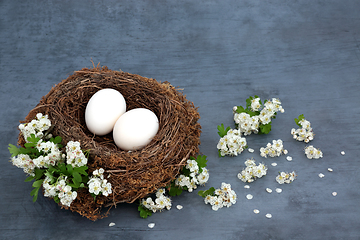 Image showing Rustic Birds Nest with White Eggs and Blossom