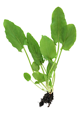 Image showing Organic Spinach Plant With Root Ball