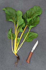 Image showing Yellow Swiss Chard Healthy Vegetable Preparation