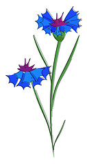 Image showing Blue cornflowers vector or color illustration