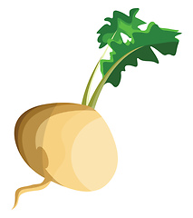 Image showing White turnip root with green leafs vector illustration of vegeta