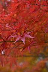 Image showing Maple leaves