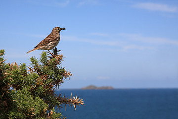 Image showing Tree Pipit