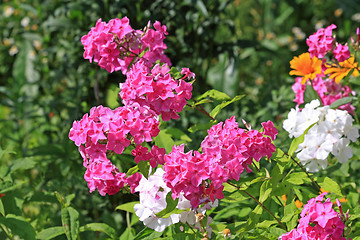 Image showing Pink and white phlox