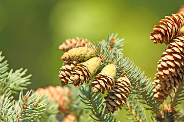 Image showing Cones