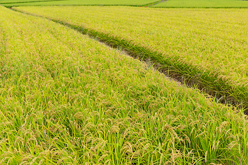 Image showing Green Fresh Rice field