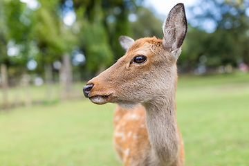 Image showing Lovely deer