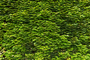 Image showing Japanese maple leaves on fence wall