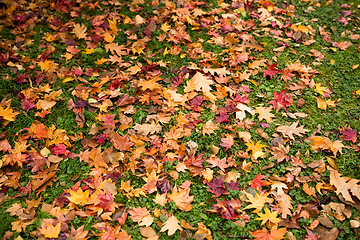 Image showing Autumn leaves on green lawn