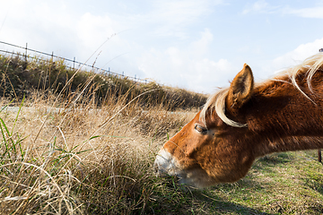 Image showing Horses eating fresh hay