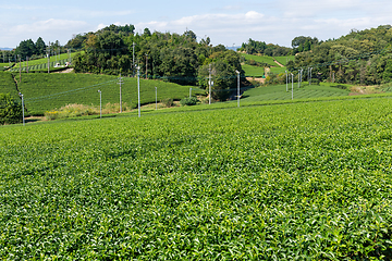 Image showing Tea plant