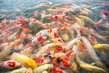 Image showing Koi fish