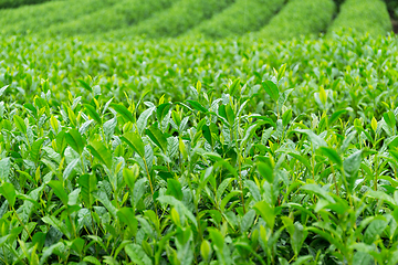 Image showing Fresh Tea plantation