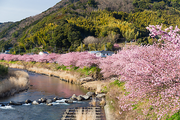 Image showing Sakura and river in kawazu