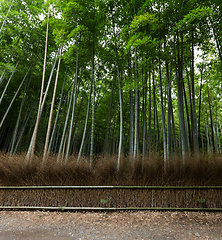 Image showing Bamboo trees and walkway