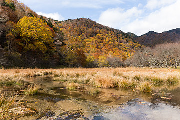 Image showing Marsh in autumn season