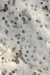 Image showing snow with drops